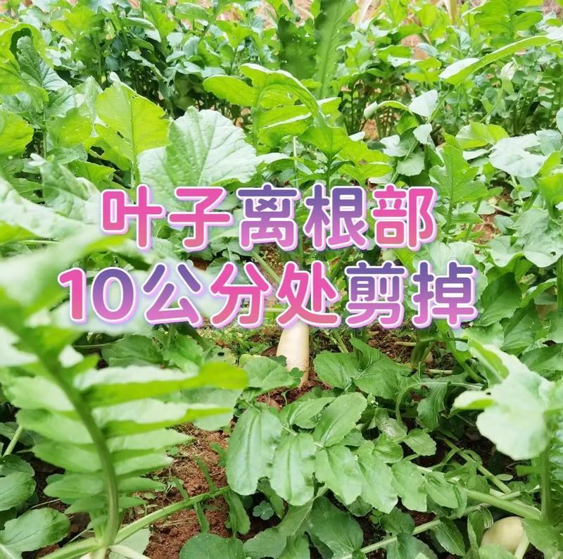 白萝卜种植时间最佳月份（掌握白萝卜种植时间，丰收在望）