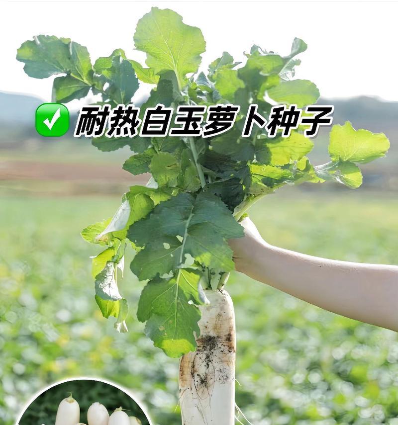 白萝卜种植时间最佳月份（掌握白萝卜种植时间，丰收在望）