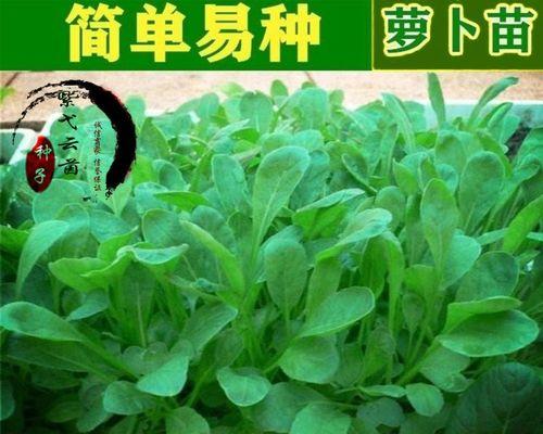 白萝卜种植时间最佳月份（掌握白萝卜种植时间，丰收在望）