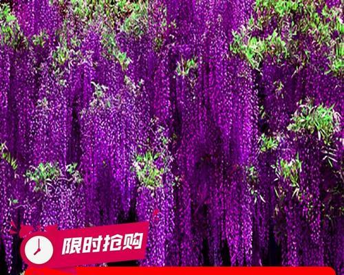 庭院种紫藤的技巧和注意事项（如何选择位置种植紫藤）