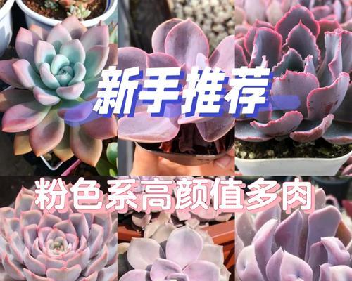 如何科学浇水养护桃蛋（春夏秋冬浇水时间、方法详解）