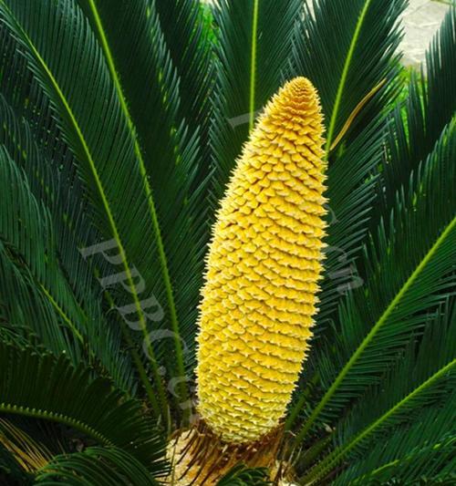 杏不是裸子植物（科学家揭秘杏的真正身份）