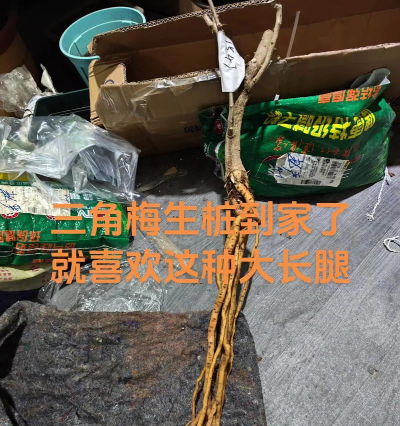 三叶梅的家庭养法（完美的育种技巧）