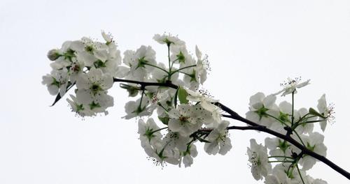 梨花（探究梨花的雌雄同体性质与繁殖方式）