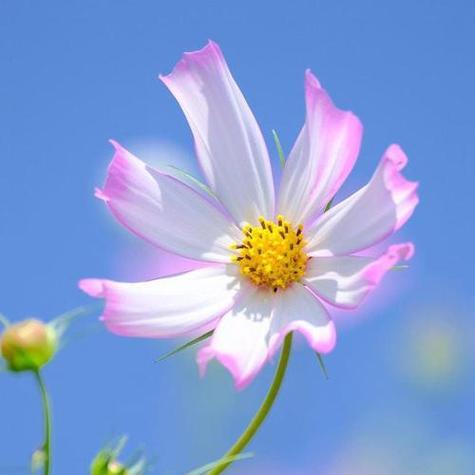花生的生长习性及环境要求（解析花生的生命特征和种植技巧，实现高产优质）