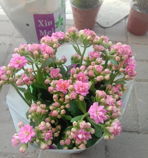 口红吊兰不开花的原因及解决办法（探究口红吊兰不开花的因素，提供相应的解决方案）