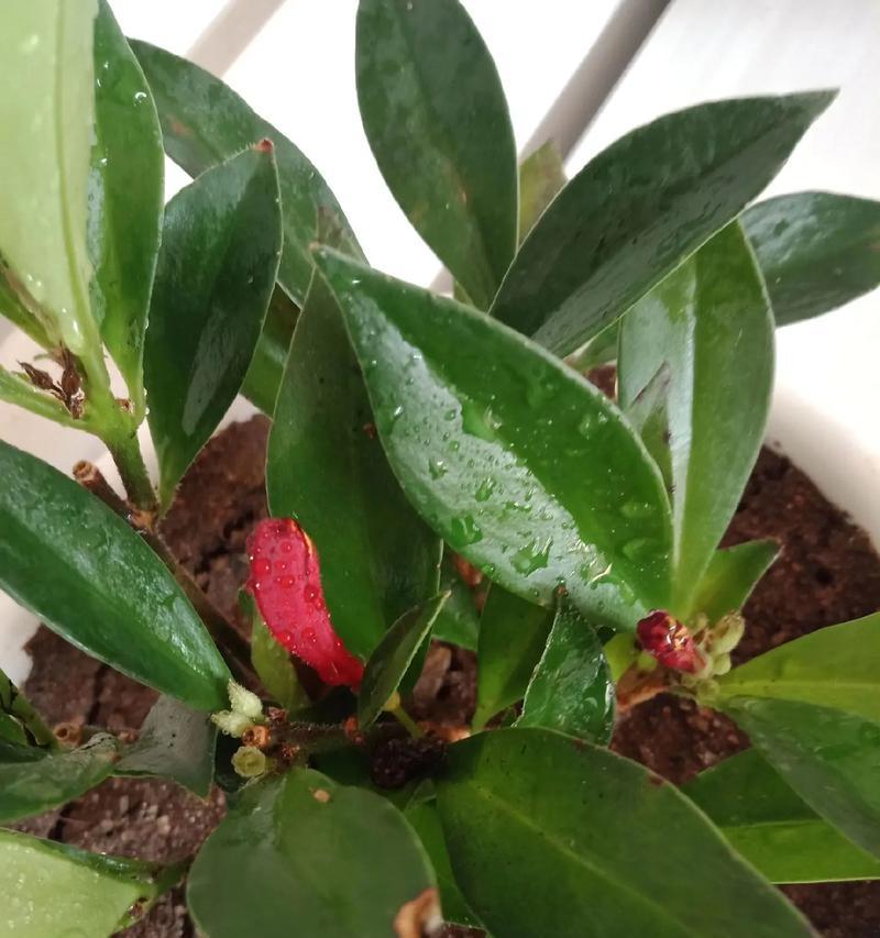 口红吊兰不开花的原因及解决办法（探究口红吊兰不开花的因素，提供相应的解决方案）
