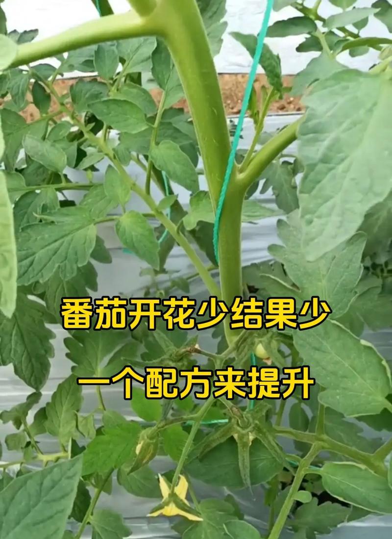 从种子到果实——西红柿种植全程技术指南
