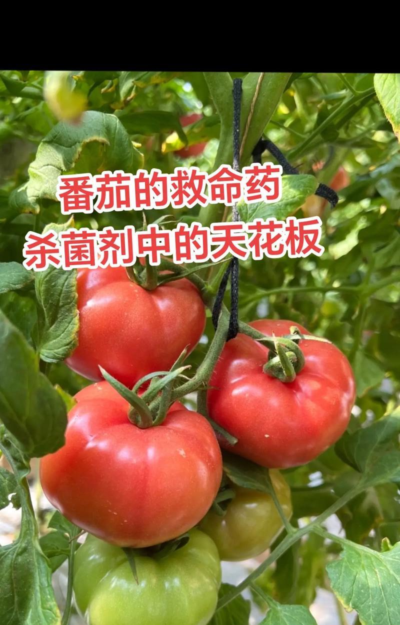 从种子到果实——西红柿种植全程技术指南