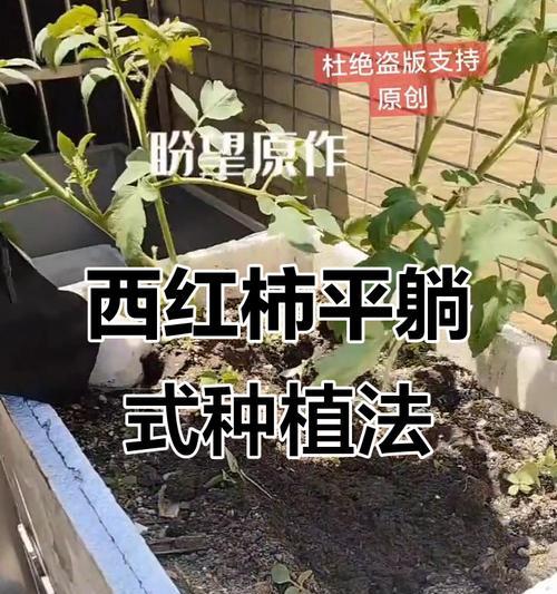 从种子到果实——西红柿种植全程技术指南