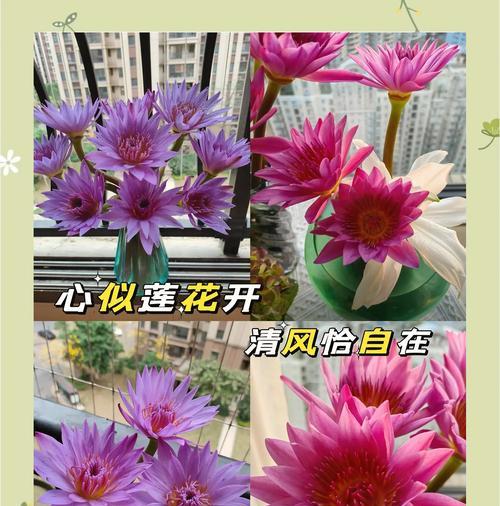 睡莲越冬管理方法（如何让睡莲在寒冷的冬季安全过冬？）