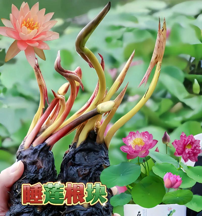 睡莲越冬管理方法（如何让睡莲在寒冷的冬季安全过冬？）