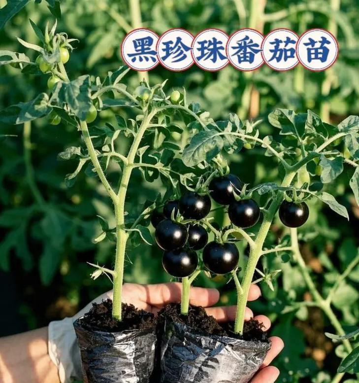 番茄果实的真相（揭秘番茄是蔬菜还是水果，全面解析番茄的营养价值和食用方法）