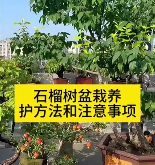 石榴树肥料施用详解（为您揭秘石榴树生长的秘密，让您的石榴树更加健康茁壮）