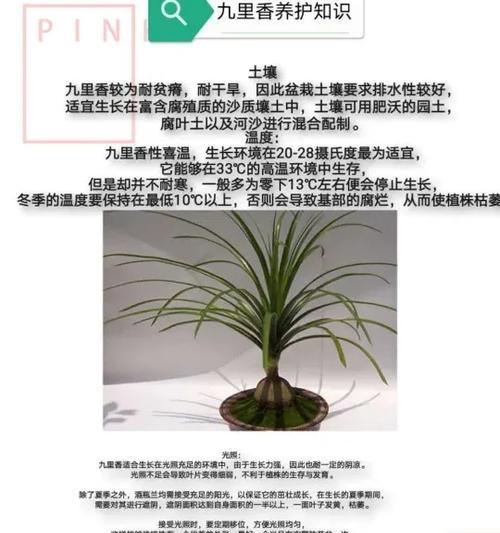 九里香种植技巧之土壤配制方法（打造适合九里香生长的土壤，让它更健康茁壮）