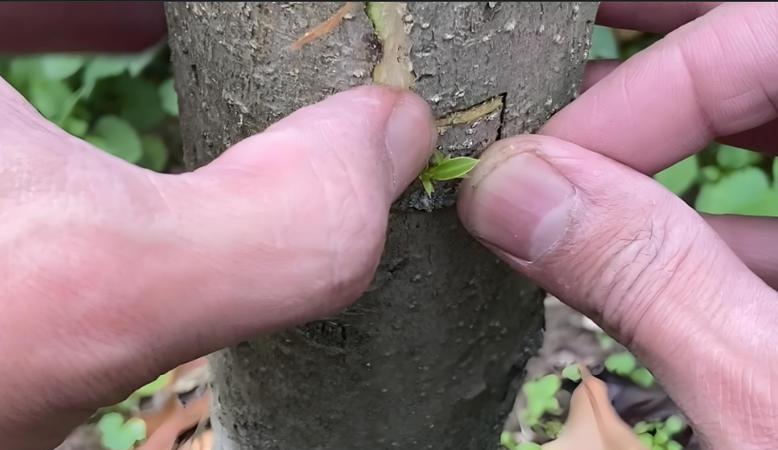 梨树芽接的最佳时间和技术方法（掌握芽接技术，轻松繁殖梨树）