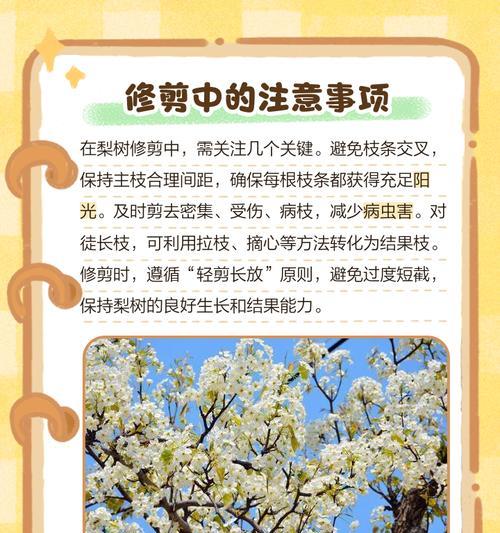 梨树芽接的最佳时间和技术方法（掌握芽接技术，轻松繁殖梨树）