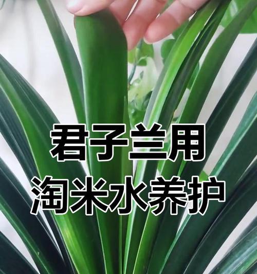 君子兰不长叶子怎么办？——15个处理方法让您轻松解决（解救君子兰，从不长叶子开始）