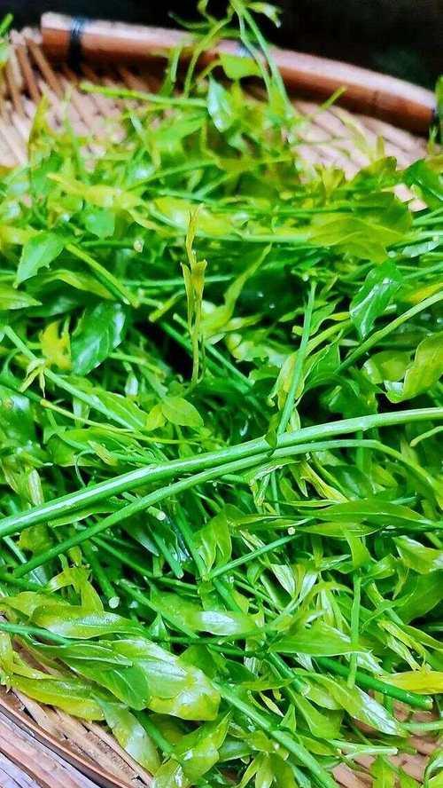 探秘田菜的别名及其特点（从“野菜”到“山珍海味”，这些你必须知道）