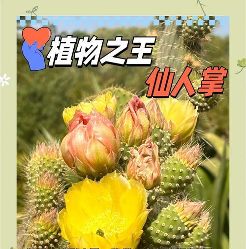 揭秘仙人掌对卧室的影响（探究仙人掌是否对人体有害及其适宜的摆放位置）