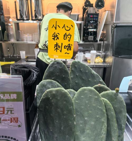 仙人掌种子的形态及特征（掌握仙人掌种子，种出健康的植物）