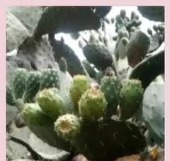 仙人掌种子的形态及特征（掌握仙人掌种子，种出健康的植物）