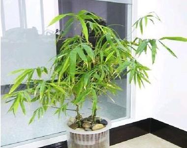 罗汉竹的摆放位置（让你的罗汉竹茁壮成长的关键位置）