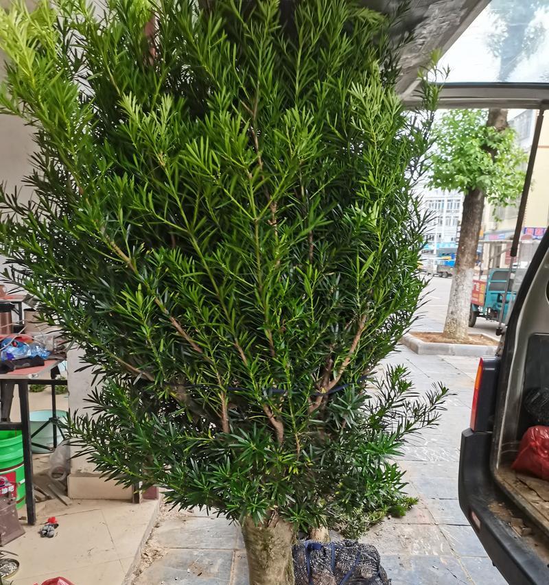 罗汉竹的摆放位置（让你的罗汉竹茁壮成长的关键位置）