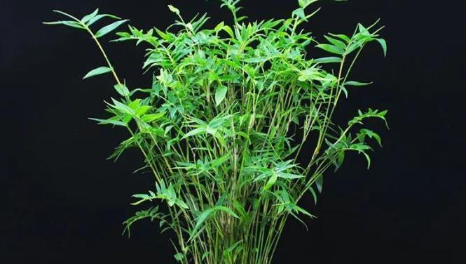 罗汉竹的摆放位置（让你的罗汉竹茁壮成长的关键位置）