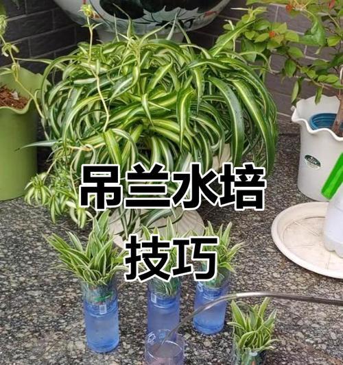 水培紫吊兰的养殖技巧（打造更旺盛的紫吊兰家园）