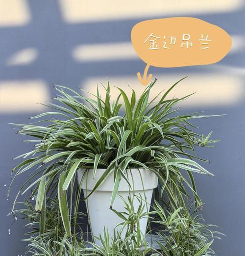 水培紫吊兰的养殖技巧（打造更旺盛的紫吊兰家园）