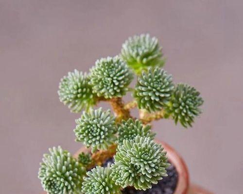 球松多肉怎么养才能爆盆（打造球松多肉爆盆技巧，让你的多肉植物更加健康美丽）