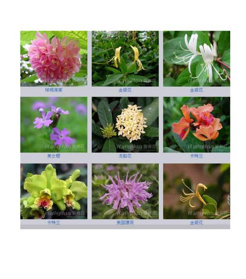 龙沙宝石花开放时间（探秘中国北方珍稀植物）