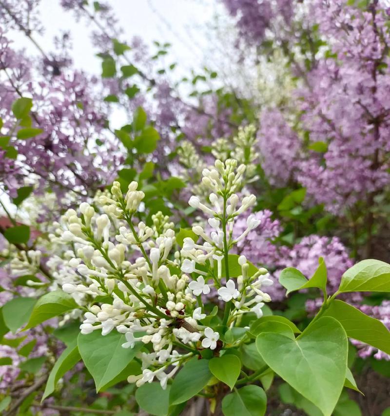 如何在庭院中种植丁香花（打造优美庭院，种植丁香花成为）