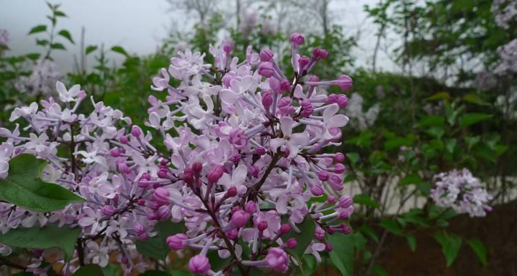如何在庭院中种植丁香花（打造优美庭院，种植丁香花成为）
