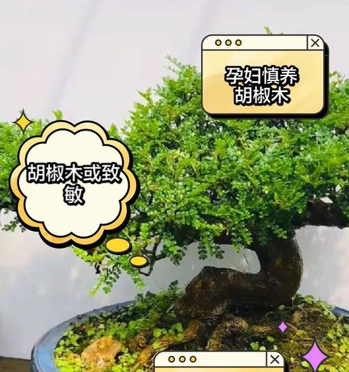 揭秘胡椒木的真相——它真的没有香味吗？（探究胡椒木的特性，揭开谜团！）