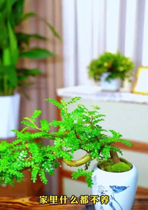 揭秘胡椒木的真相——它真的没有香味吗？（探究胡椒木的特性，揭开谜团！）