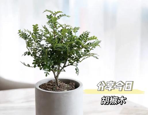 揭秘胡椒木的真相——它真的没有香味吗？（探究胡椒木的特性，揭开谜团！）