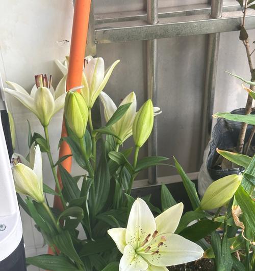 百合花有毒吗？——室内养护小贴士（了解百合花毒性，做好养护措施，让它安全生长）