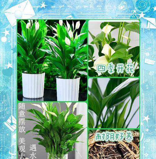 水培白掌分株方法详解（快速简单的水培白掌繁殖技巧）