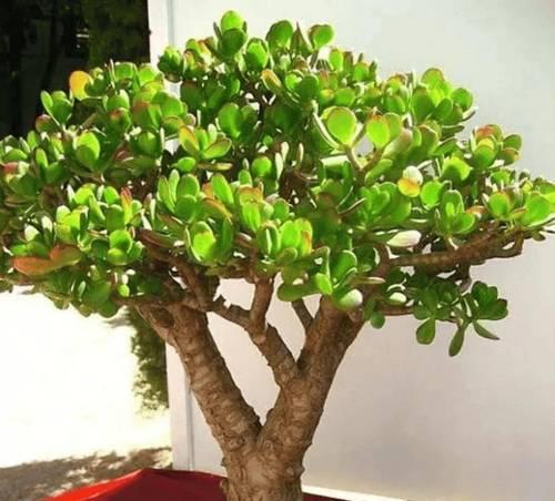 玉树花到底有毒吗？（关于玉树花毒性的真相和养殖技巧）