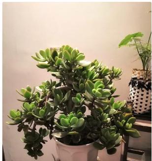 玉树花到底有毒吗？（关于玉树花毒性的真相和养殖技巧）
