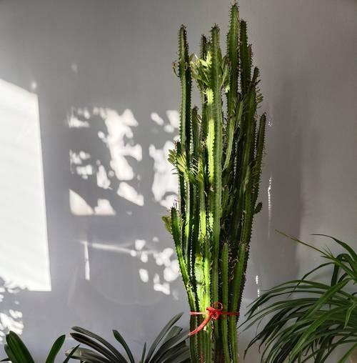 玉树花到底有毒吗？（关于玉树花毒性的真相和养殖技巧）