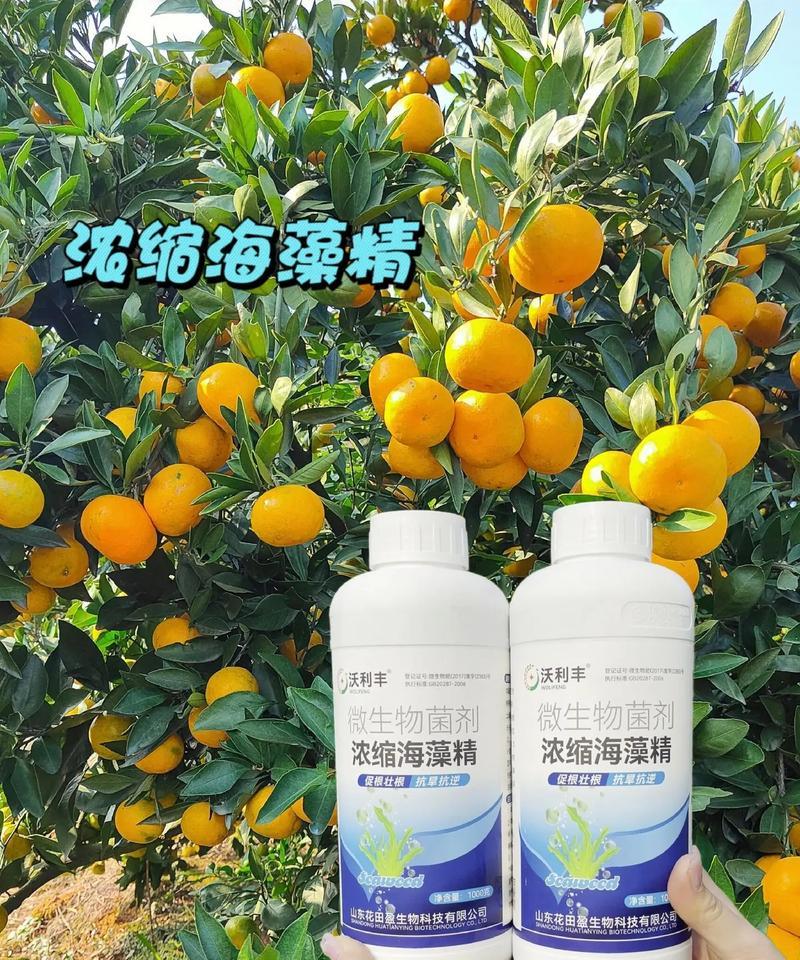 解决柑橘黄叶病的最佳药物（从药效和安全性角度选择最优方案）