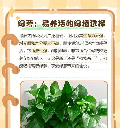 小叶绿萝的养殖全指南