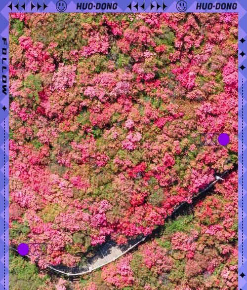 杜鹃花的花期是什么时候？（探秘杜鹃花的盛放时间和特点）