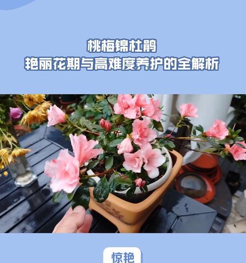 杜鹃花的花期是什么时候？（探秘杜鹃花的盛放时间和特点）