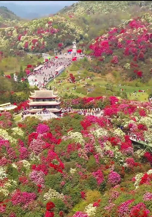 杜鹃花的花期是什么时候？（探秘杜鹃花的盛放时间和特点）