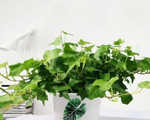 常春藤（轻松掌握种植技巧，轻松护理爱心绿植）