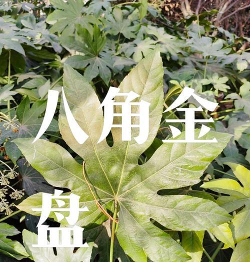 八角金盘的养殖方法与养护要点（快乐养殖，收获丰盈；小心照料，健康成长）